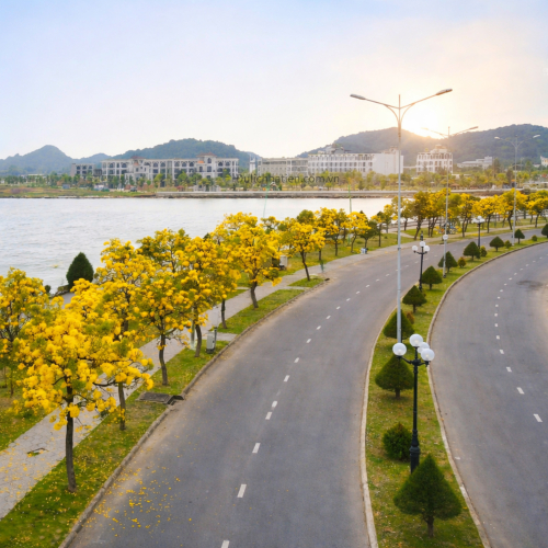 Mùa Hoa Chuông Vàng Trên Tuyến Đường Võ Văn Kiệt – “Mùa Vàng” Rất Riêng Của Hà Tiên